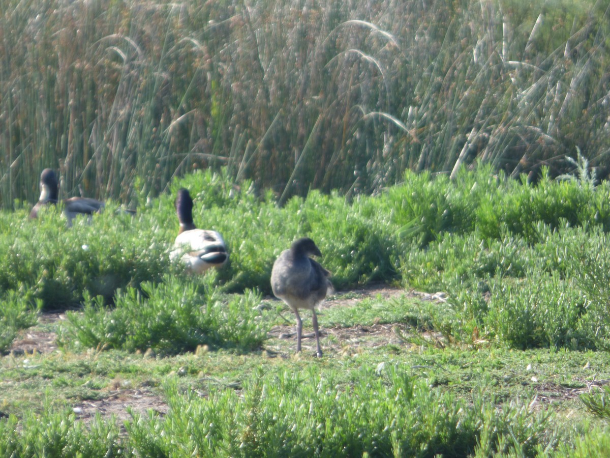 Western Swamphen - ML619589873