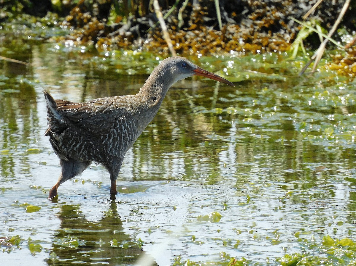 Clapper Rail - ML619589874