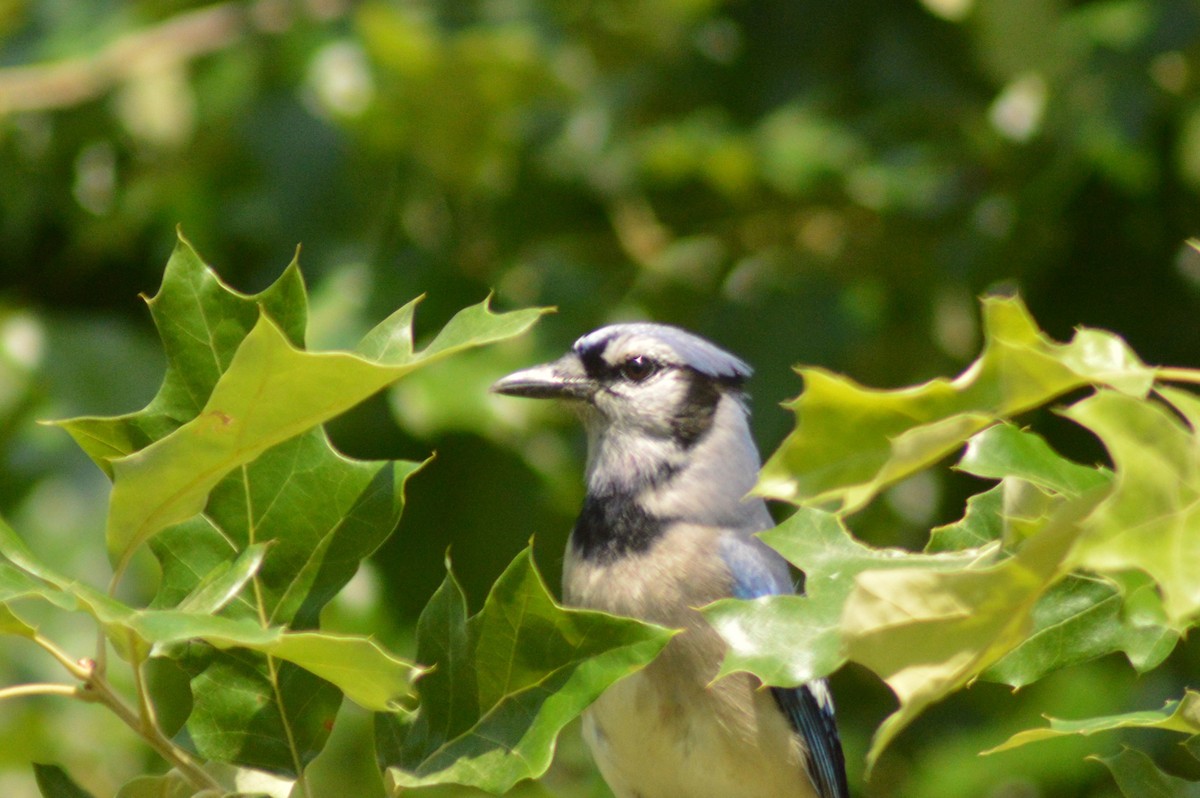 Blue Jay - Ryan Pudwell