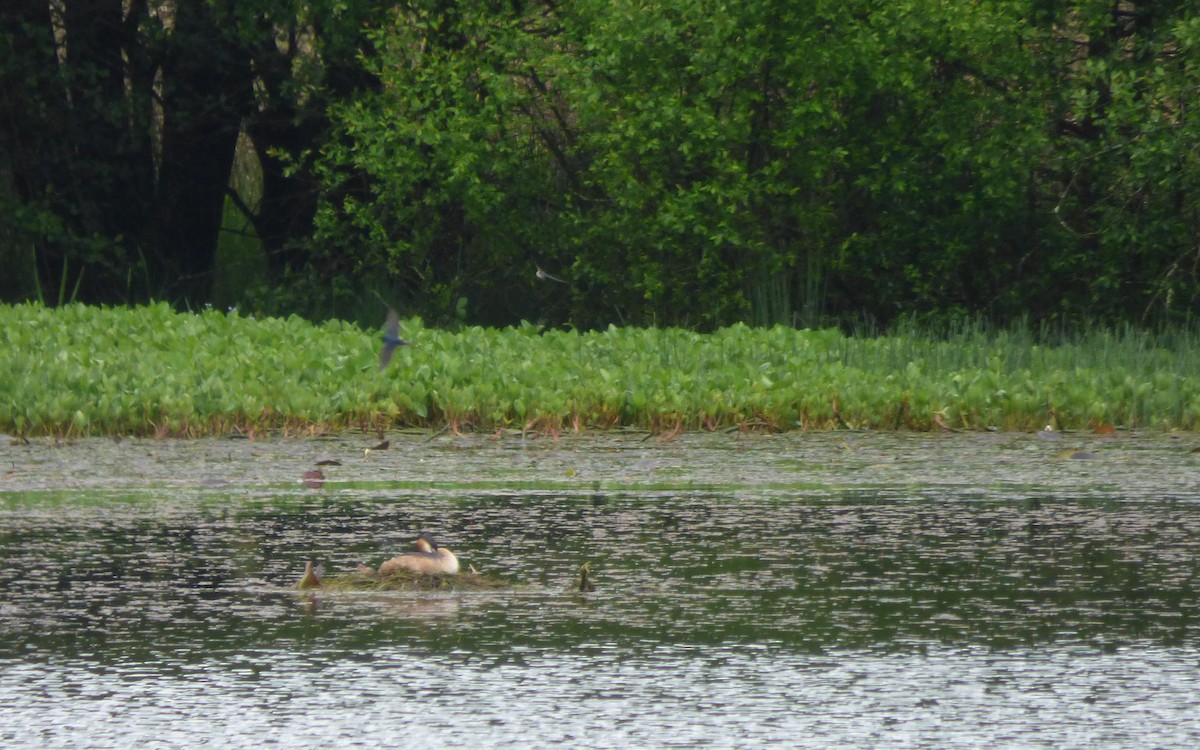 Great Crested Grebe - ML619589884