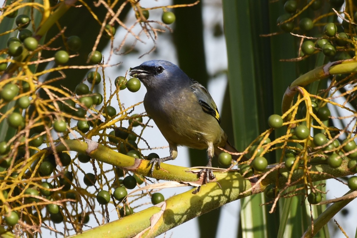 Yellow-winged Tanager - Bruce Mast