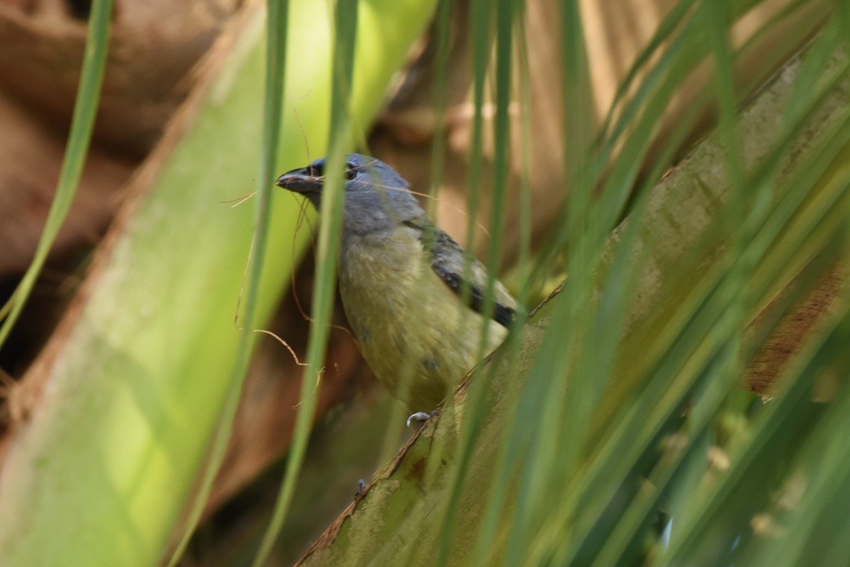 Yellow-winged Tanager - Bruce Mast