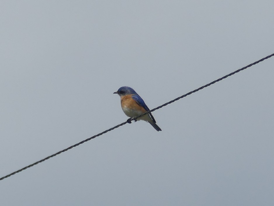 Eastern Bluebird - Evan Peterson