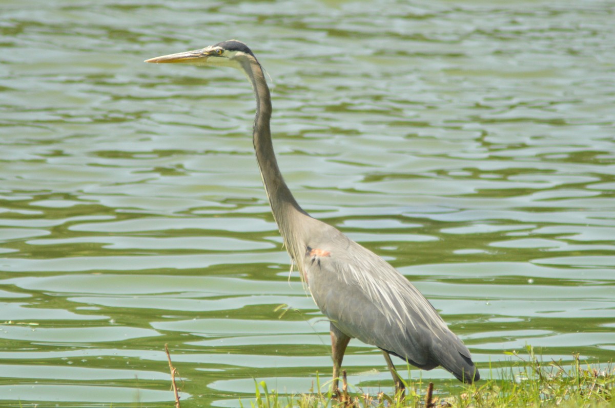 Great Blue Heron - ML619589895