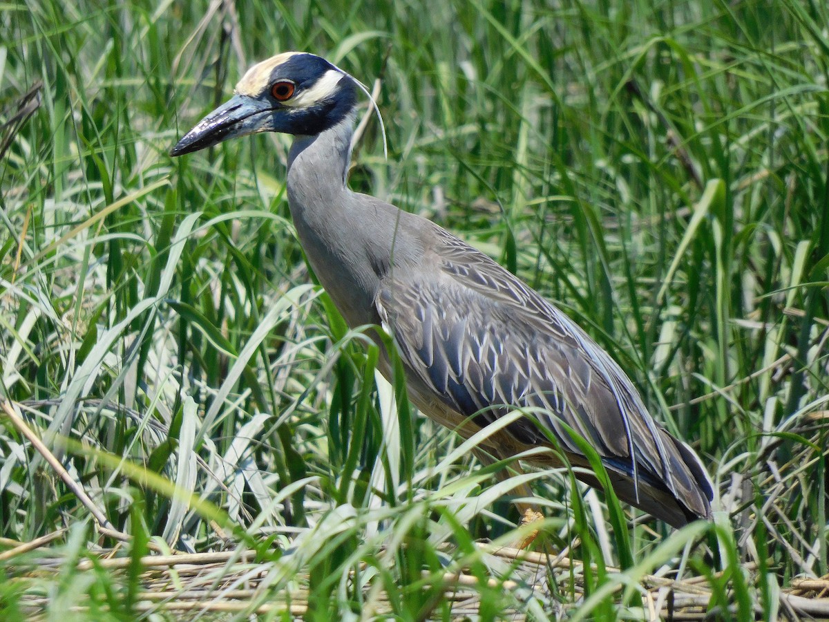 Yellow-crowned Night Heron - Asher Perkins