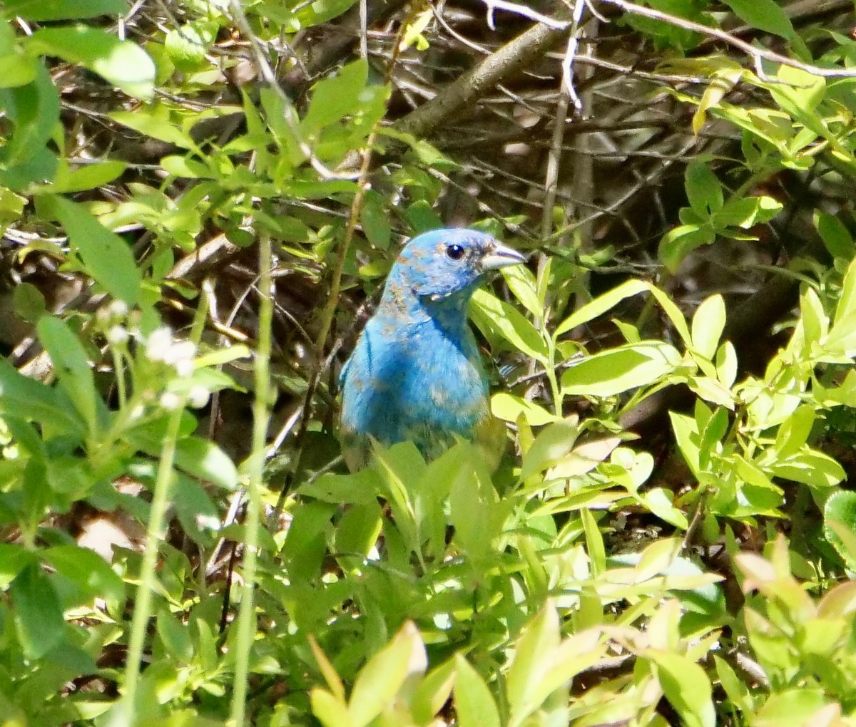 Indigo Bunting - Martin Byhower