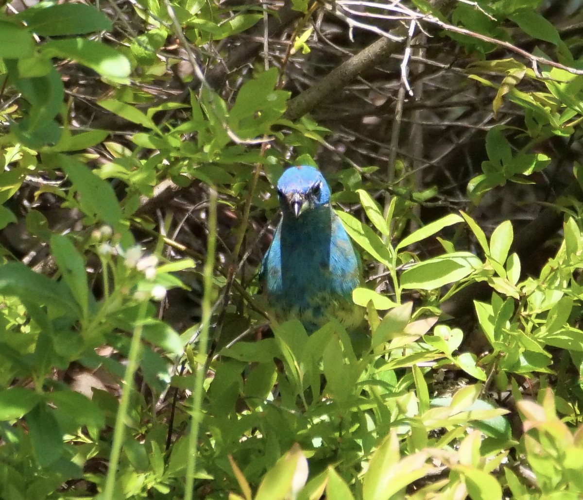 Indigo Bunting - Martin Byhower