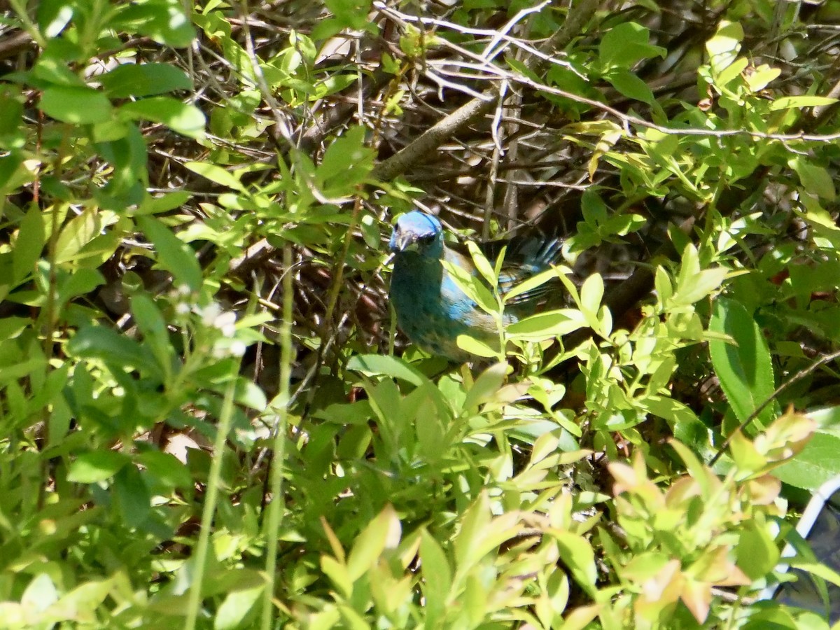 Indigo Bunting - Martin Byhower