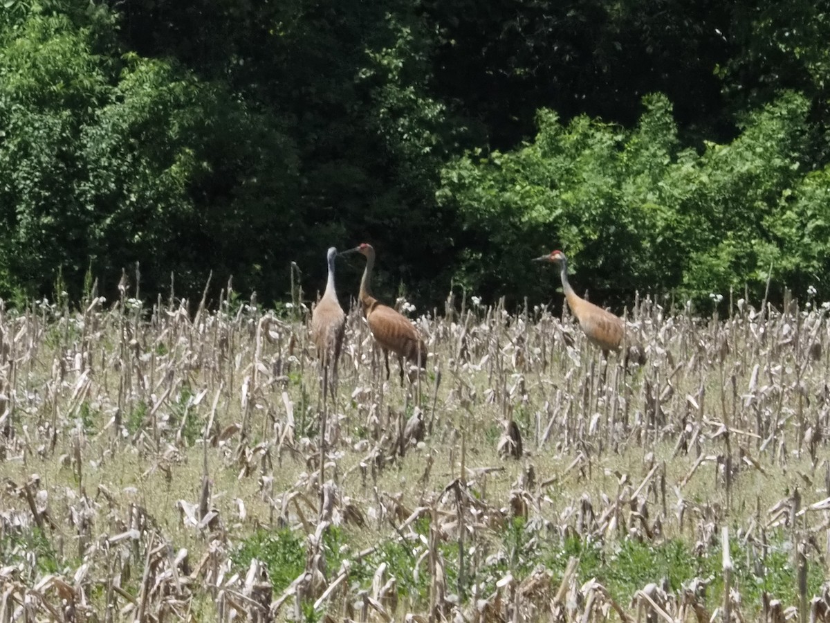 Sandhill Crane - Bob Maddox