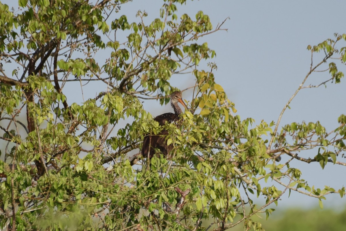 Limpkin - Bruce Mast