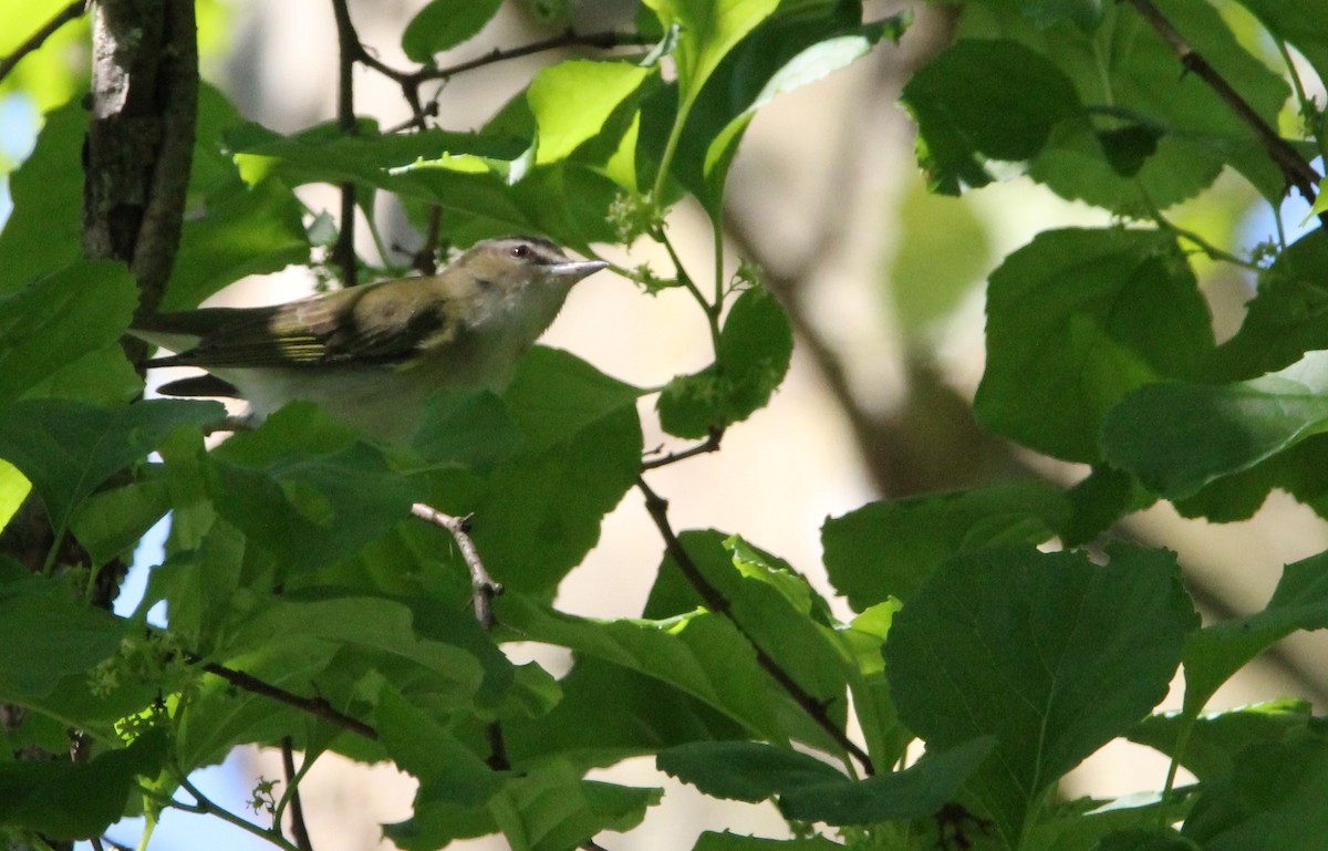 Red-eyed Vireo - Lisa Monachelli