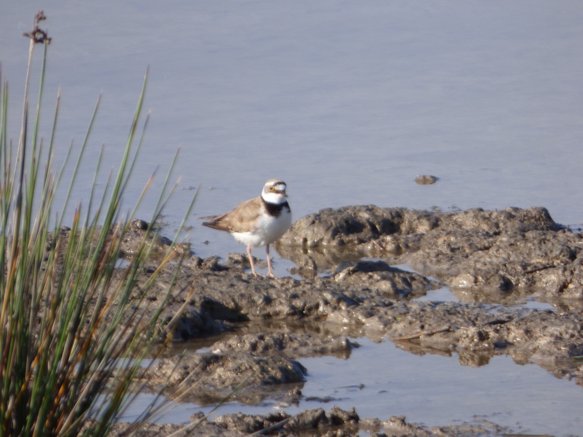 Little Ringed Plover - Panagiotis Michalakos