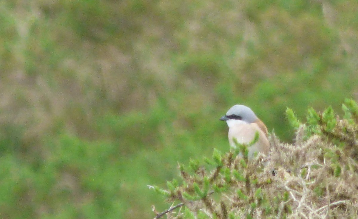 Red-backed Shrike - Ignacio Fernandez Otero