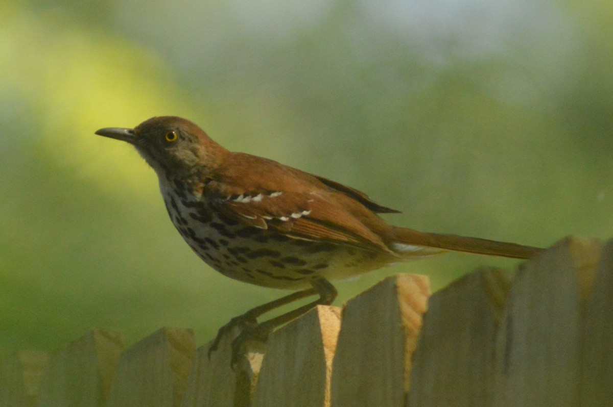 Brown Thrasher - Ryan Pudwell