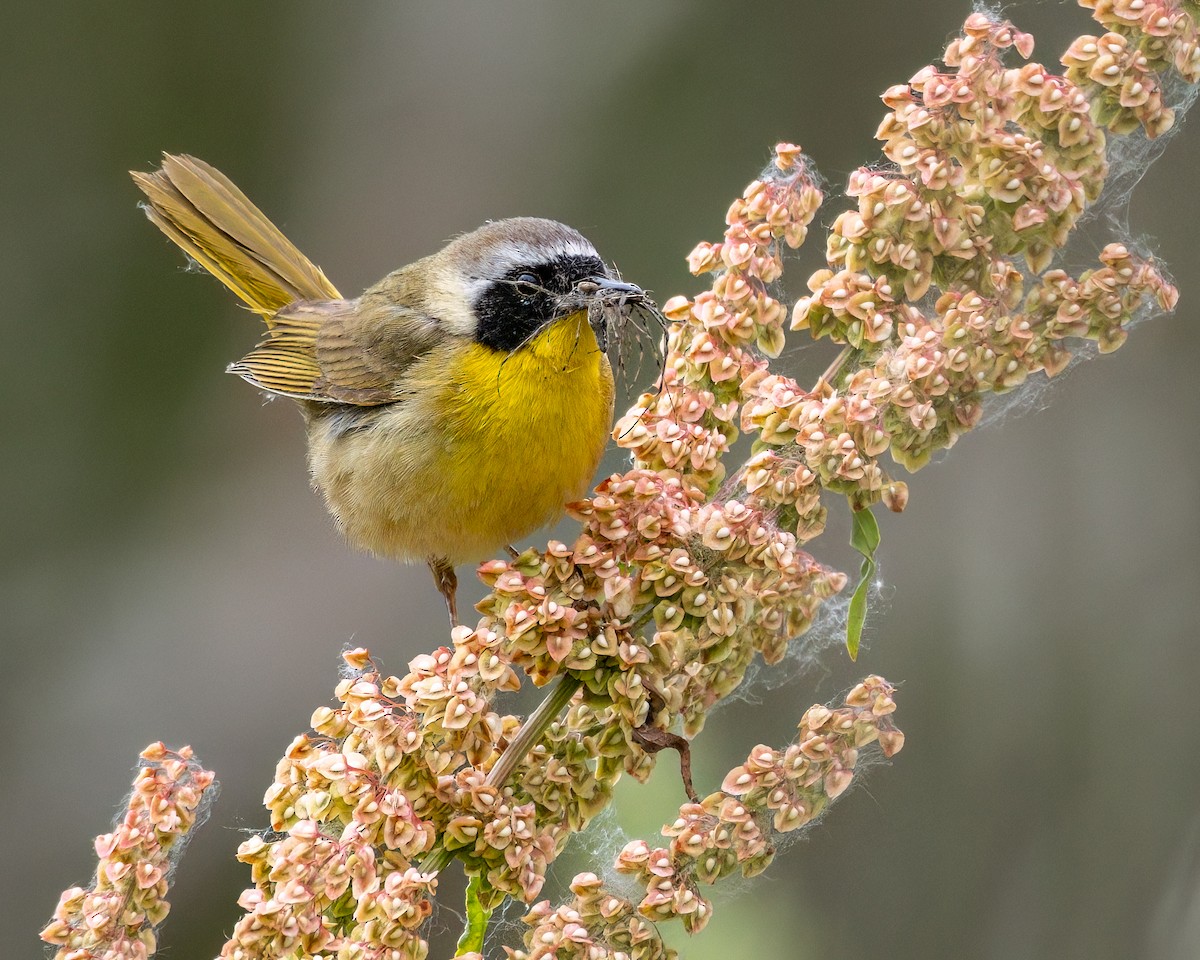 Common Yellowthroat - ML619589948