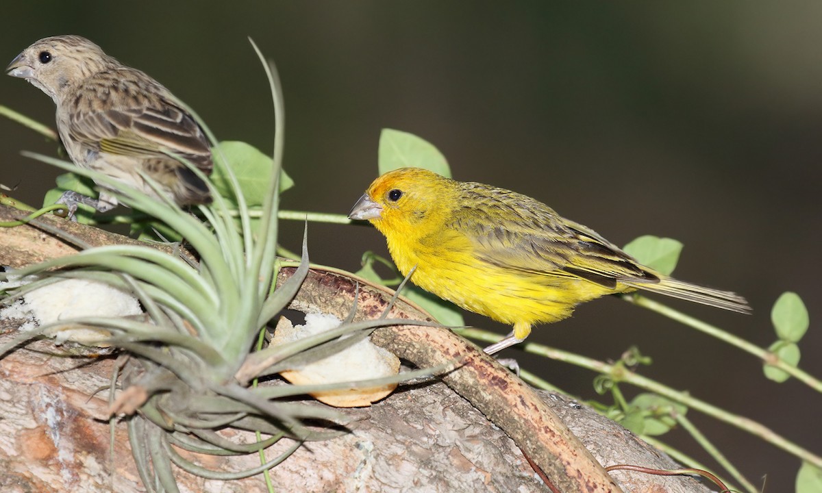 Saffron Finch - Adrián Braidotti