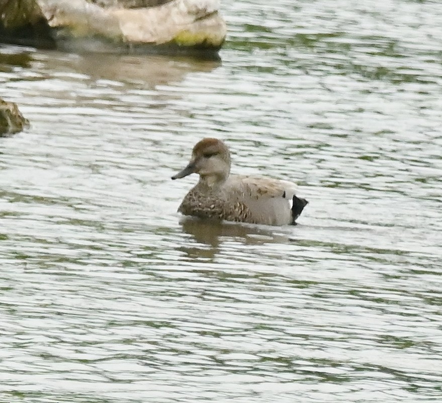 Gadwall - Regis Fortin