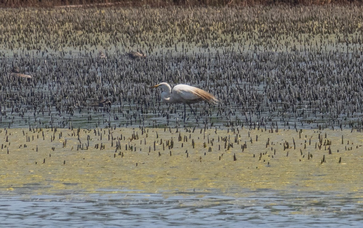 Great Egret - MCHL ____