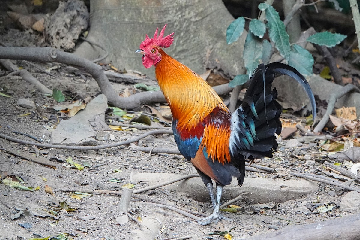 Red Junglefowl - Brian Daniels