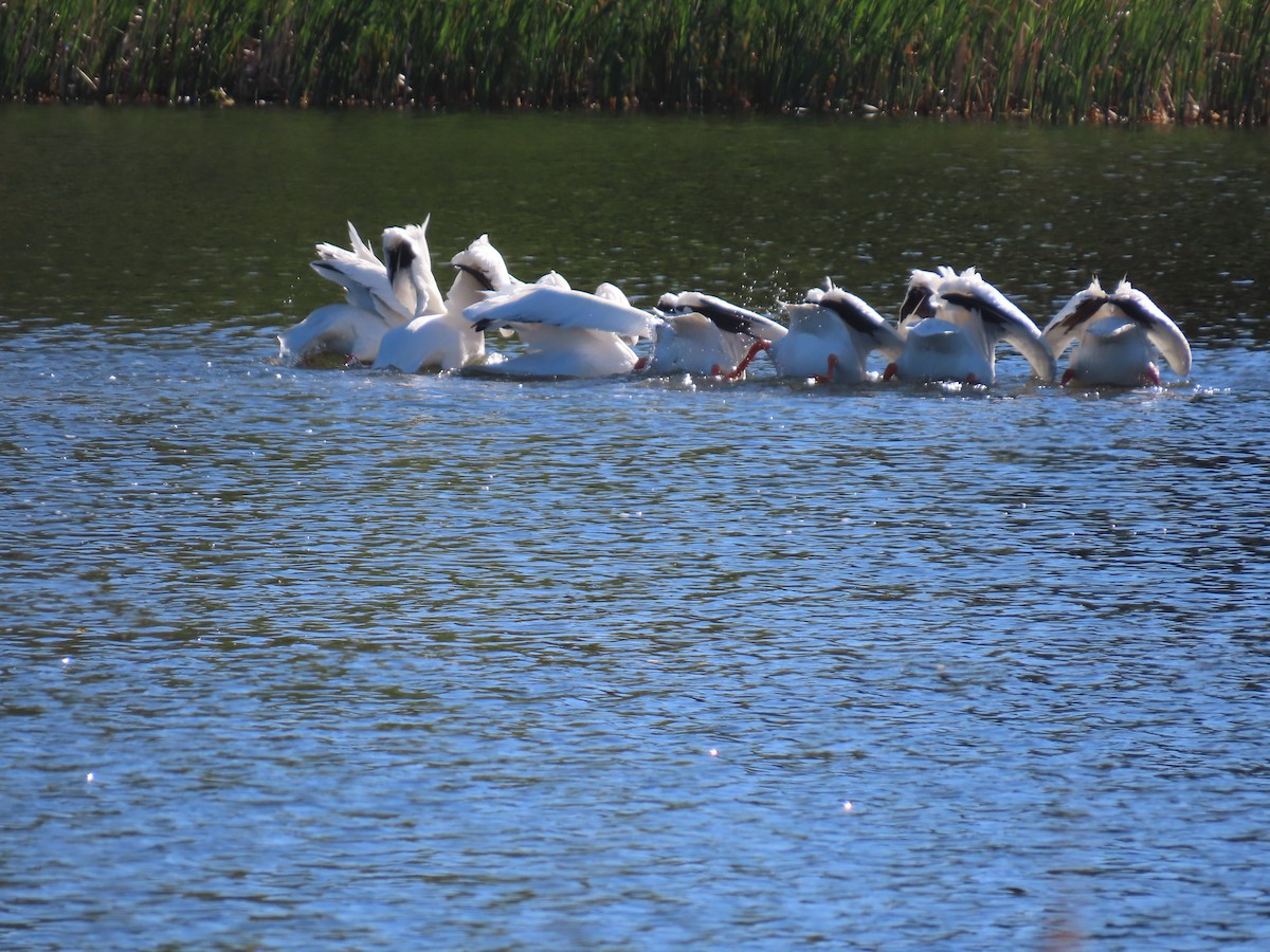 American White Pelican - ML619589963