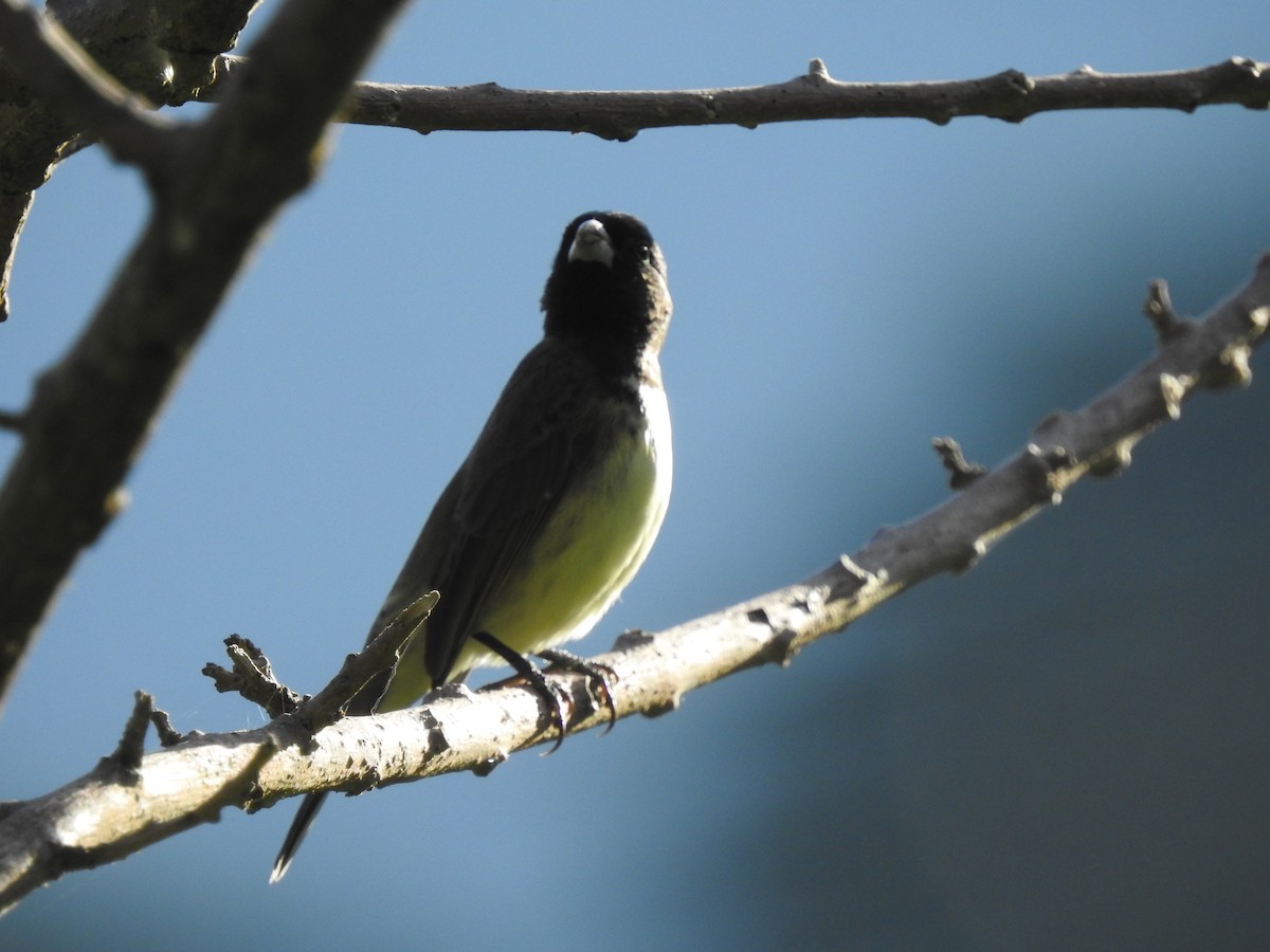 Yellow-bellied Seedeater - Paula Peña-Amaya