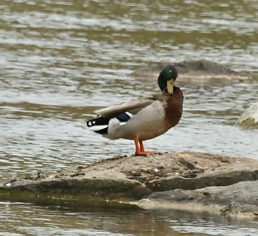 Mallard - Regis Fortin