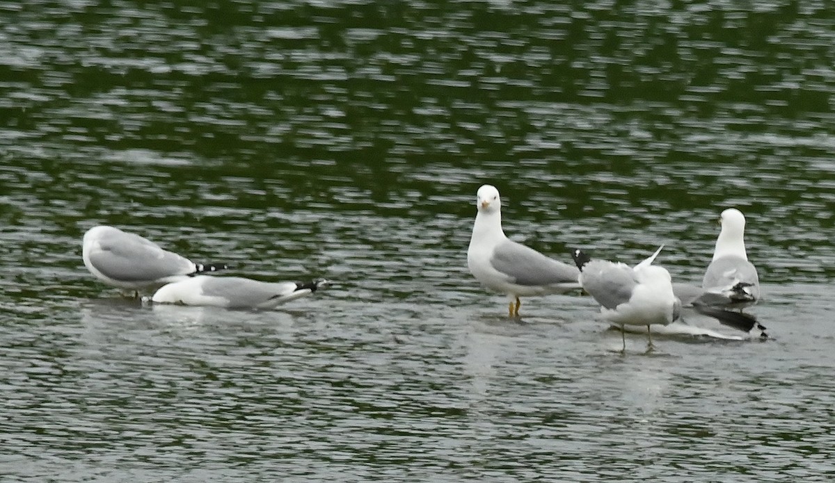 Ring-billed Gull - Regis Fortin