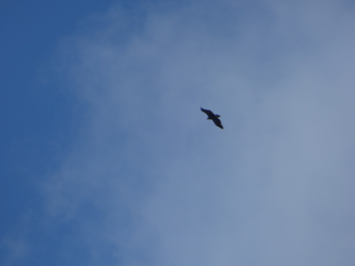 Cinereous Vulture - Panagiotis Michalakos