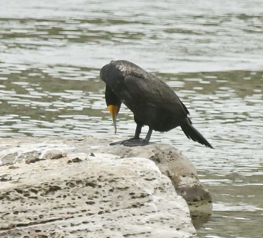 Double-crested Cormorant - Regis Fortin