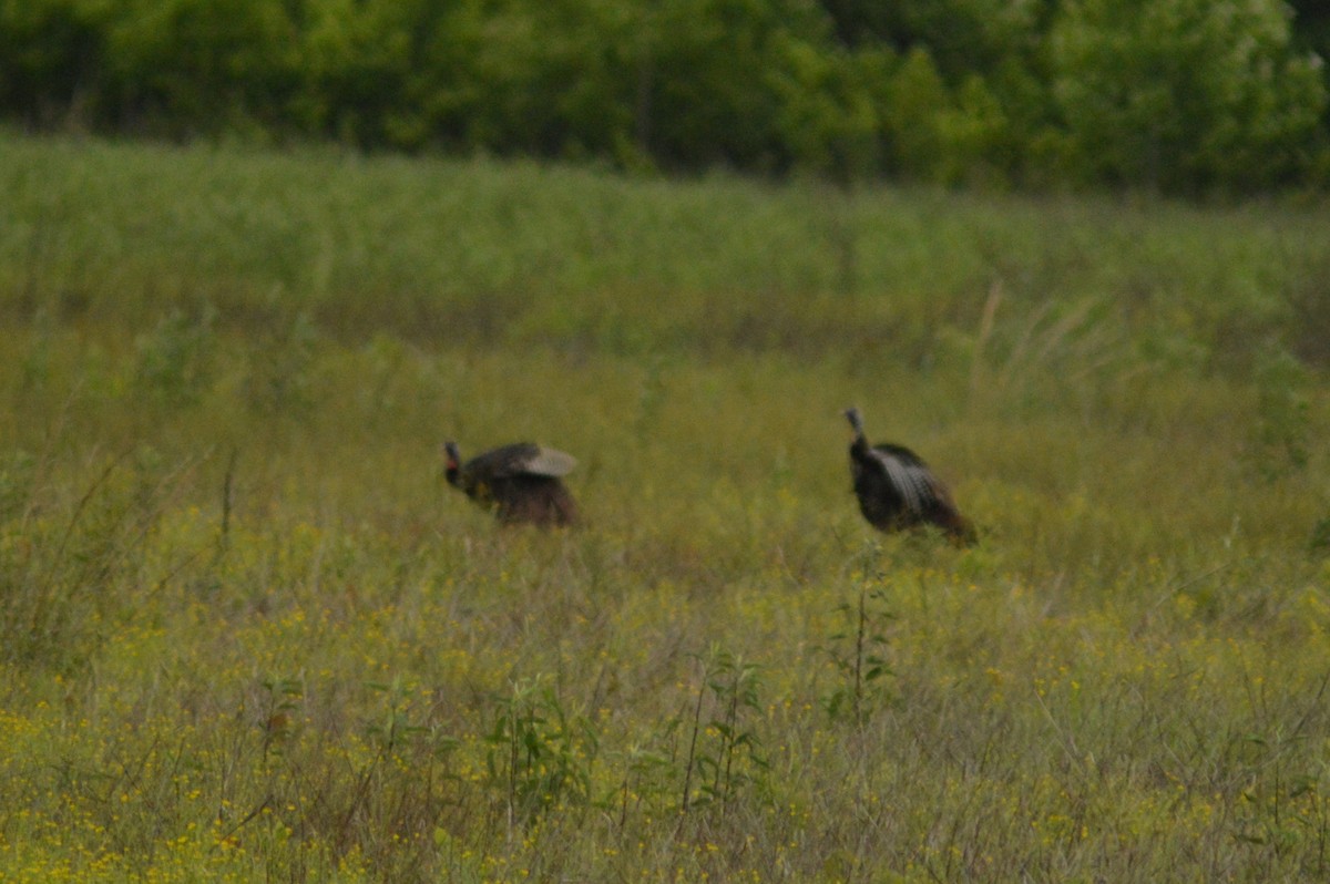 Wild Turkey - Ryan Pudwell