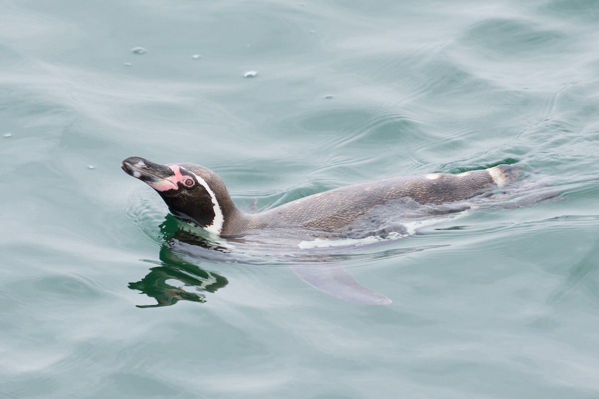 Pingüino de Humboldt - ML619589992