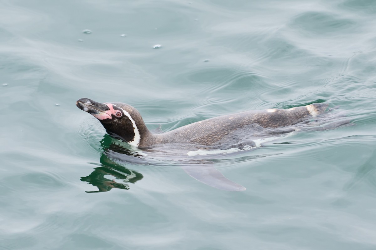 Humboldt Penguin - ML619589992