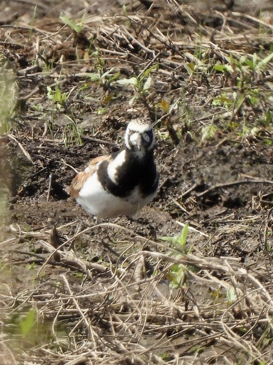 Ruddy Turnstone - ML619590004