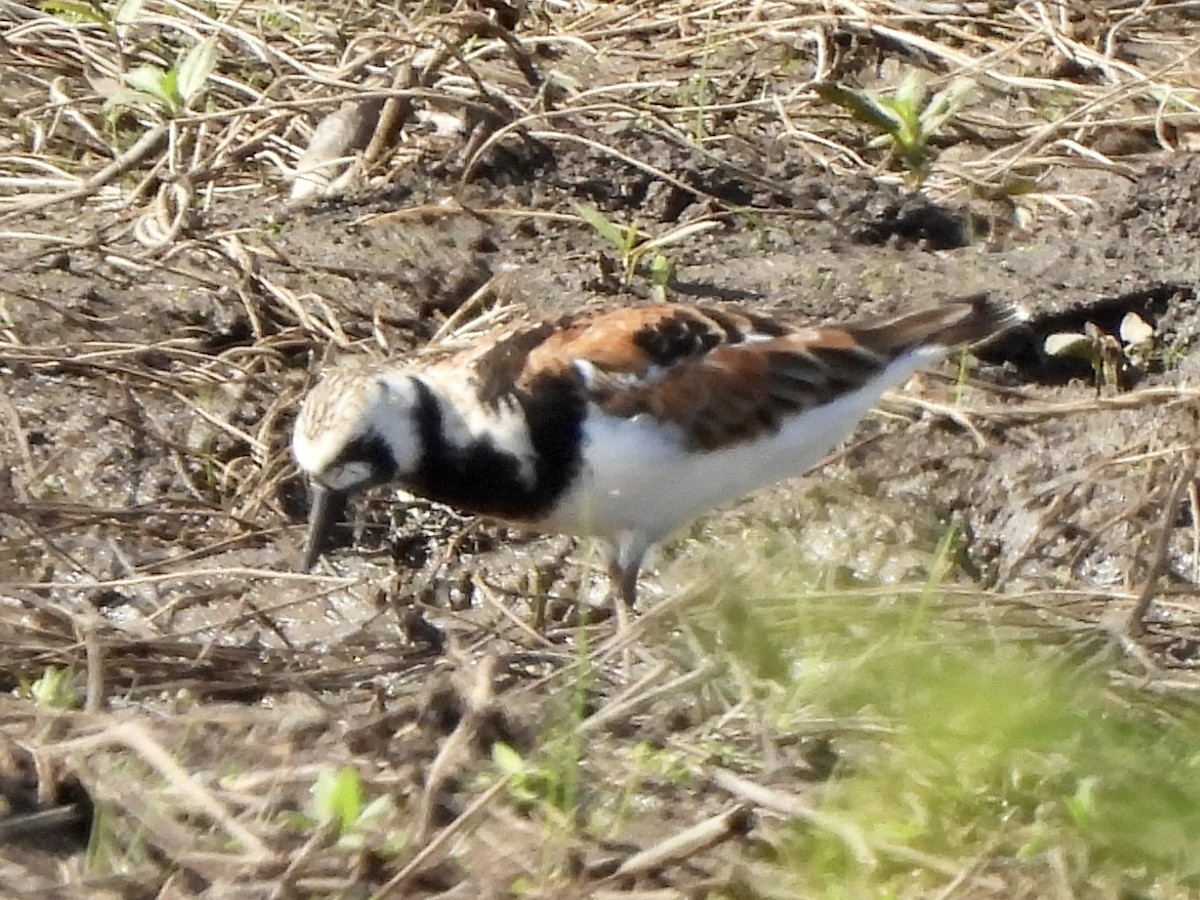 Ruddy Turnstone - ML619590005