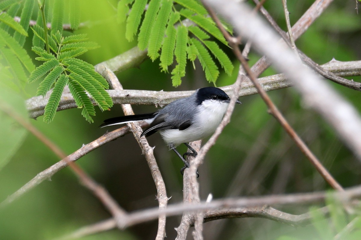 Tropical Gnatcatcher - Stephen Gast