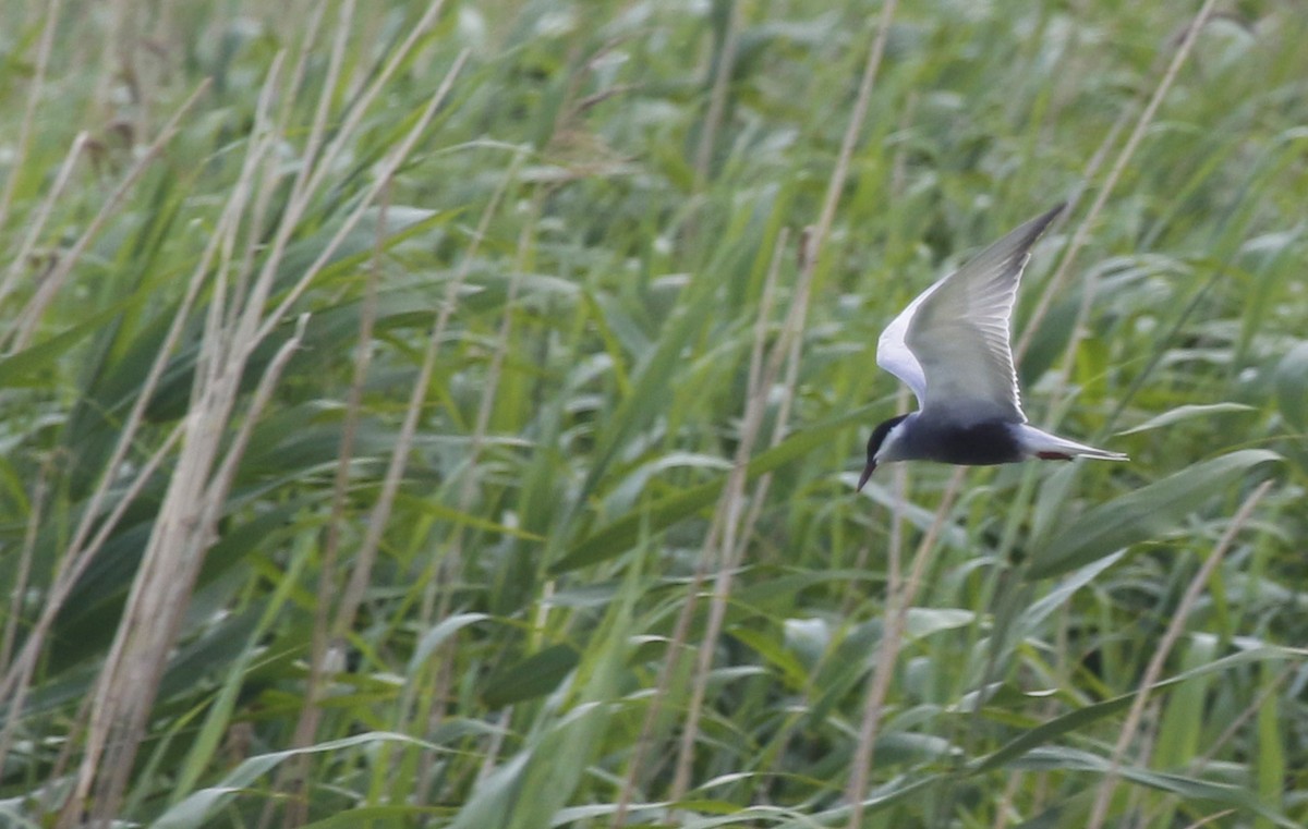 Whiskered Tern - Geert Bouke Kortleve