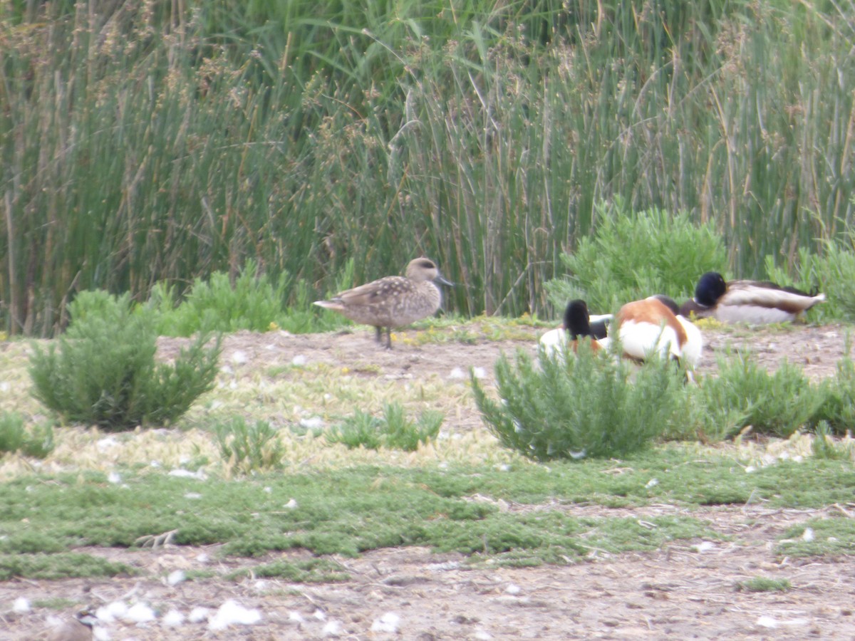 Marbled Duck - Panagiotis Michalakos