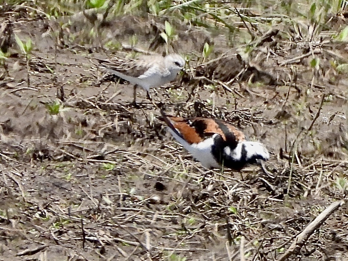 Ruddy Turnstone - ML619590021