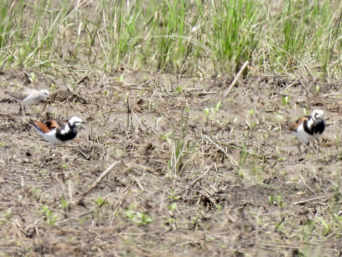 Ruddy Turnstone - ML619590022