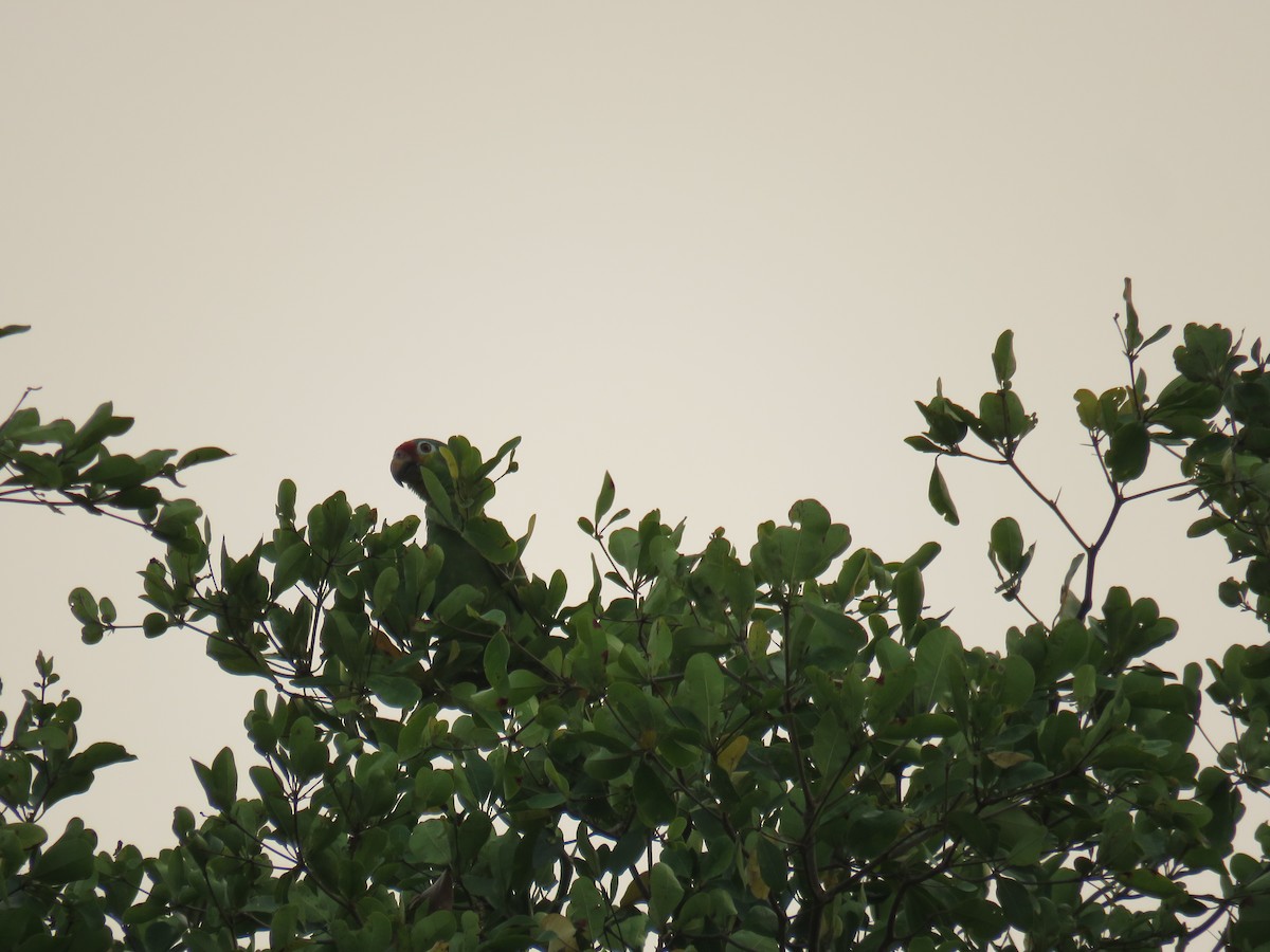 Red-lored Parrot - Sam Holcomb