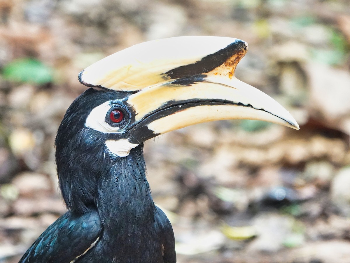 Oriental Pied-Hornbill - Brian Daniels