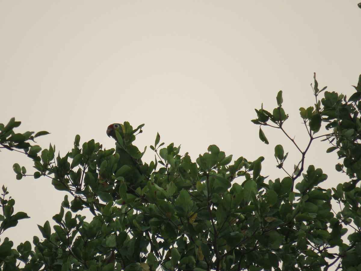 Red-lored Parrot - Sam Holcomb