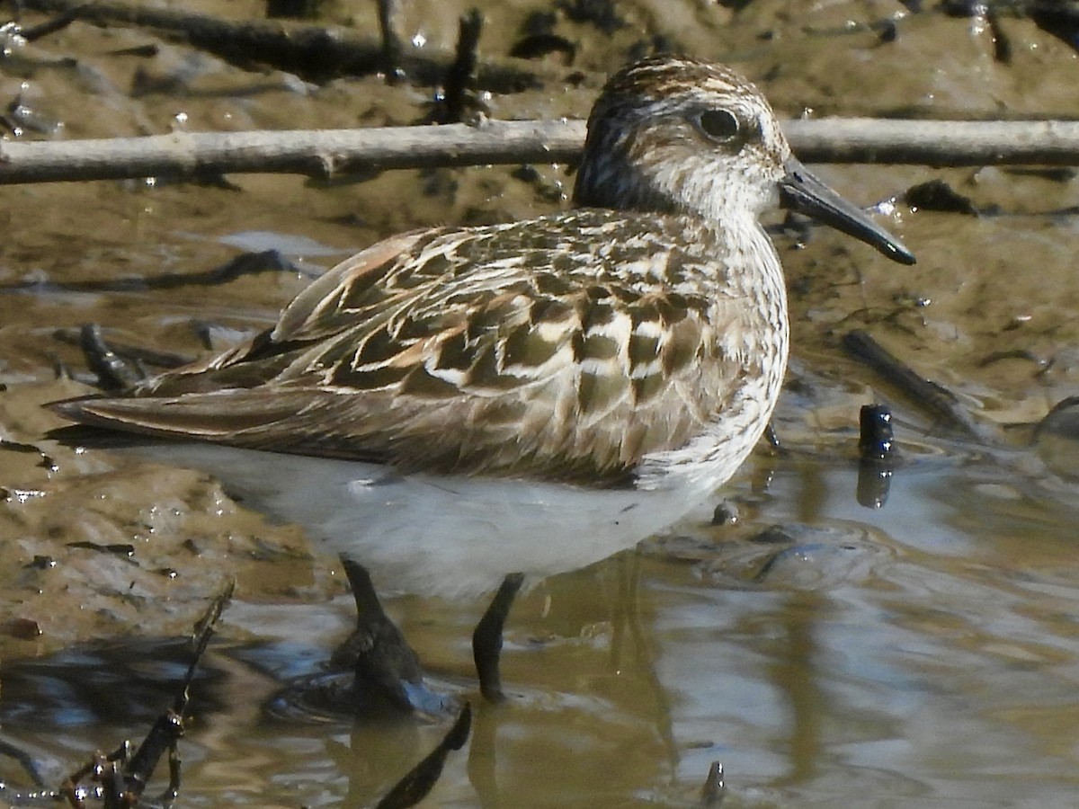 Semipalmated Sandpiper - ML619590047