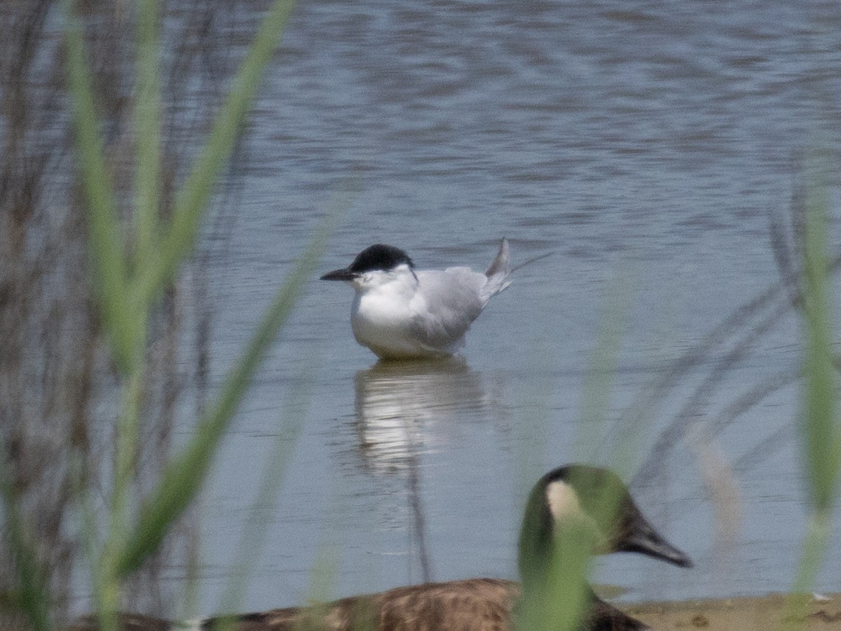 Gull-billed Tern - MCHL ____