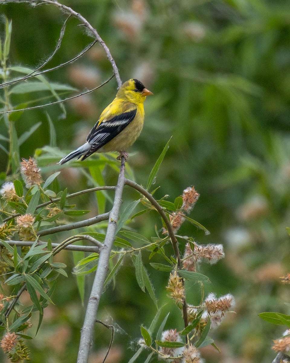 American Goldfinch - Jhoneil Centeno