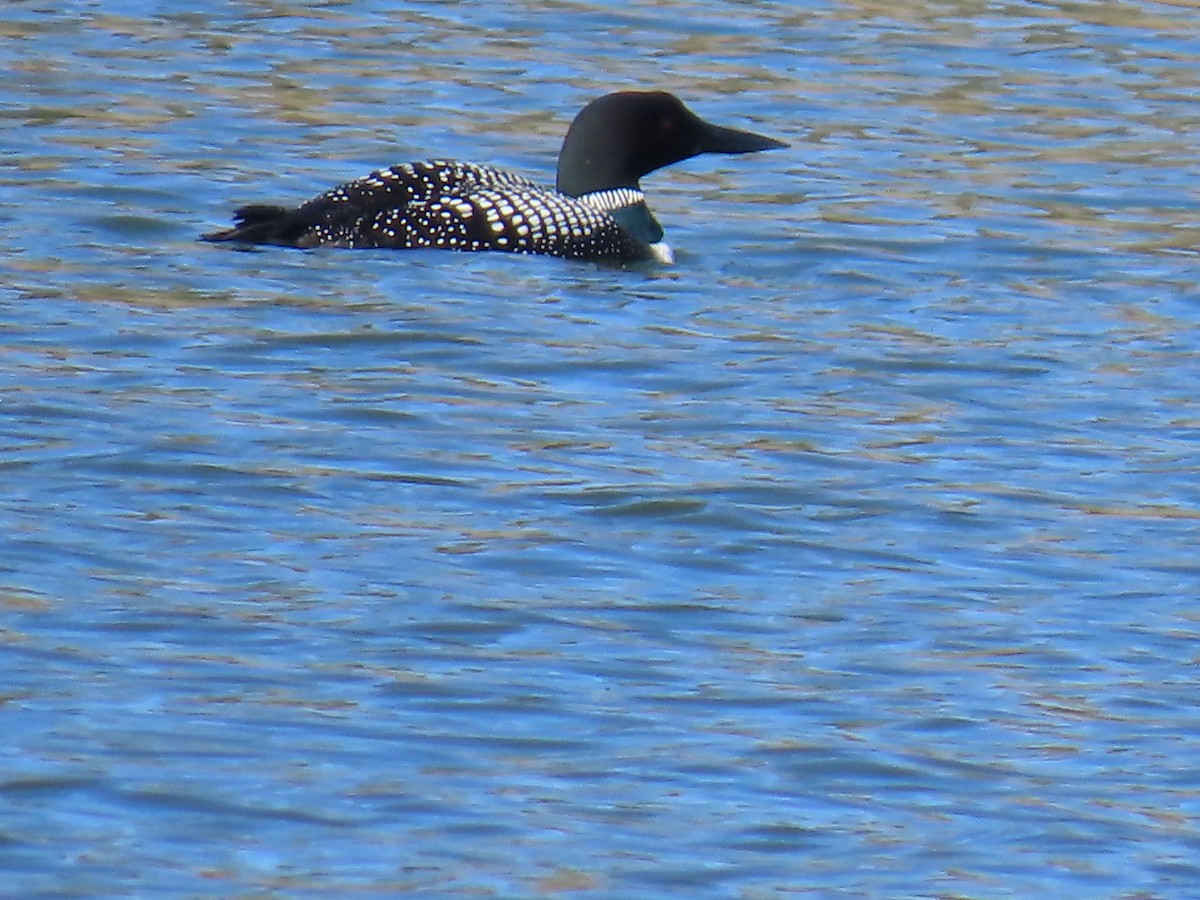 Common Loon - Mark Gorges