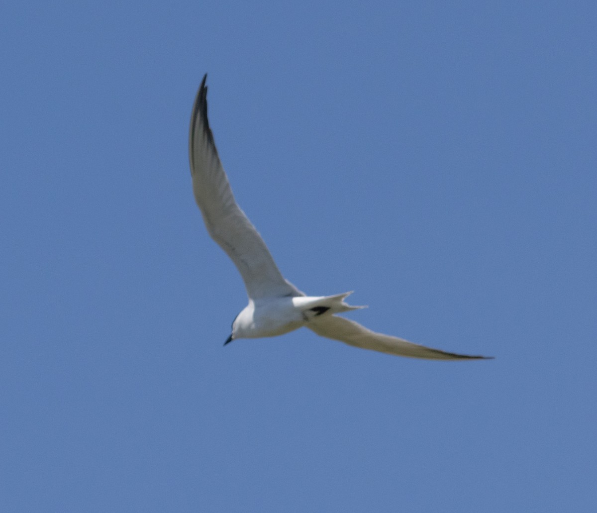 Gull-billed Tern - MCHL ____