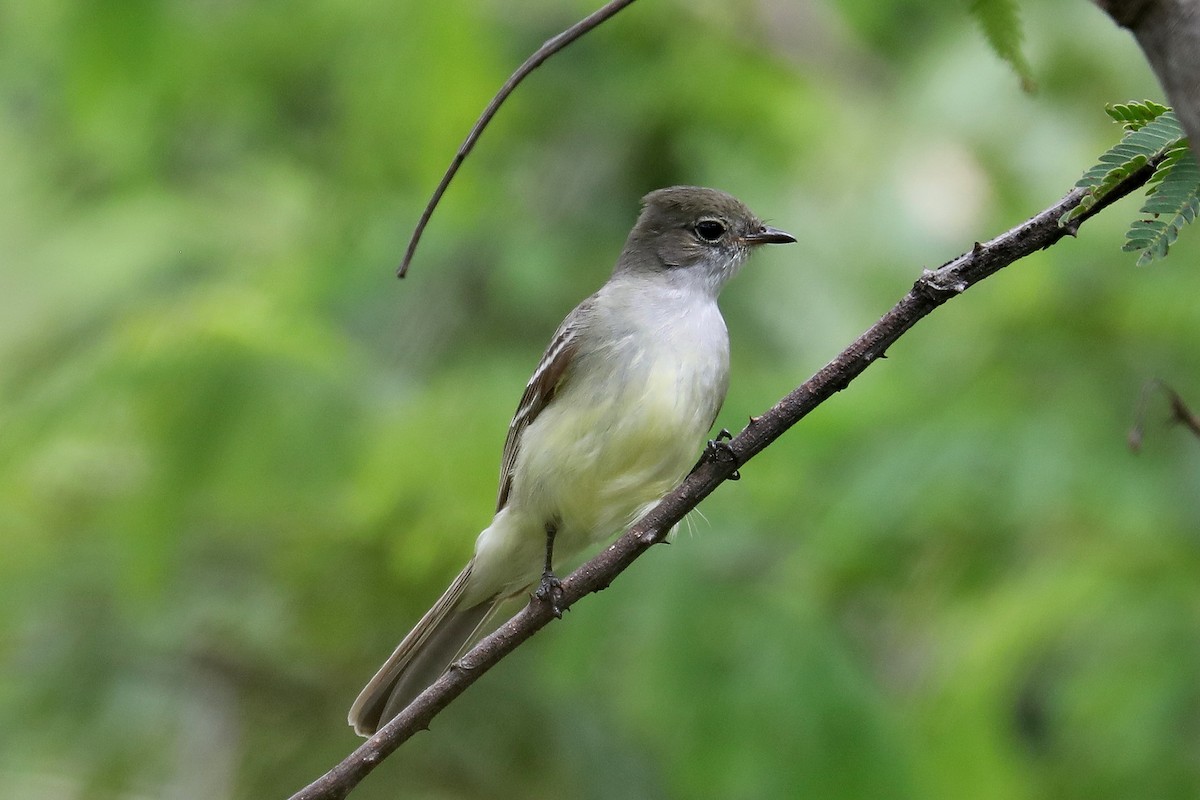 Large Elaenia - Stephen Gast