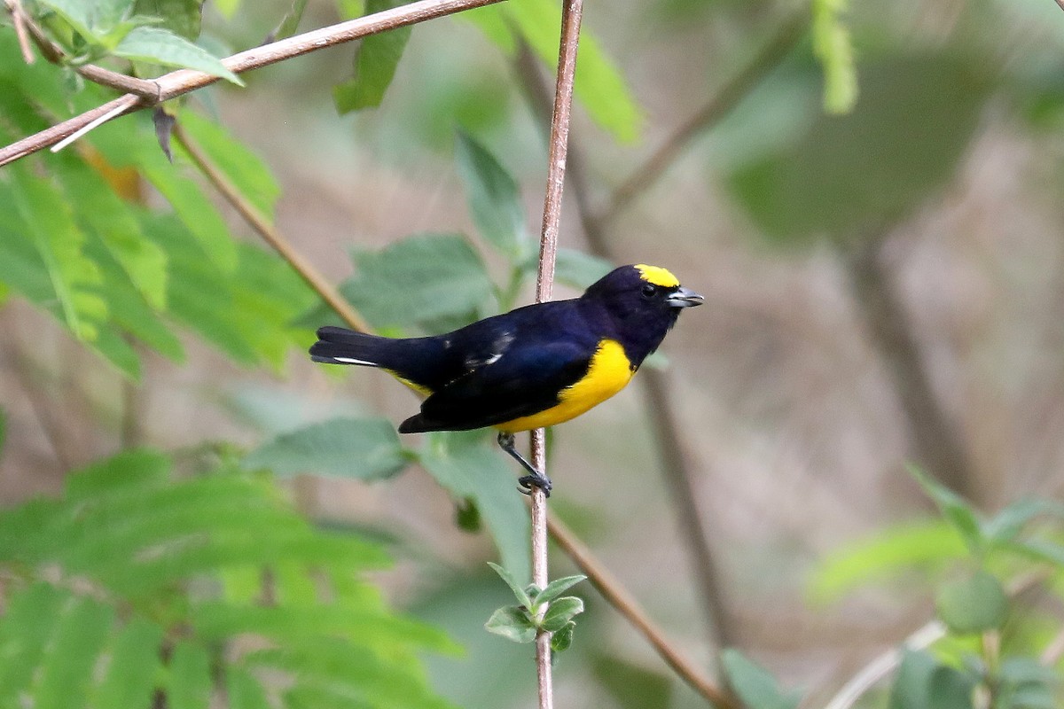 Purple-throated Euphonia - Stephen Gast