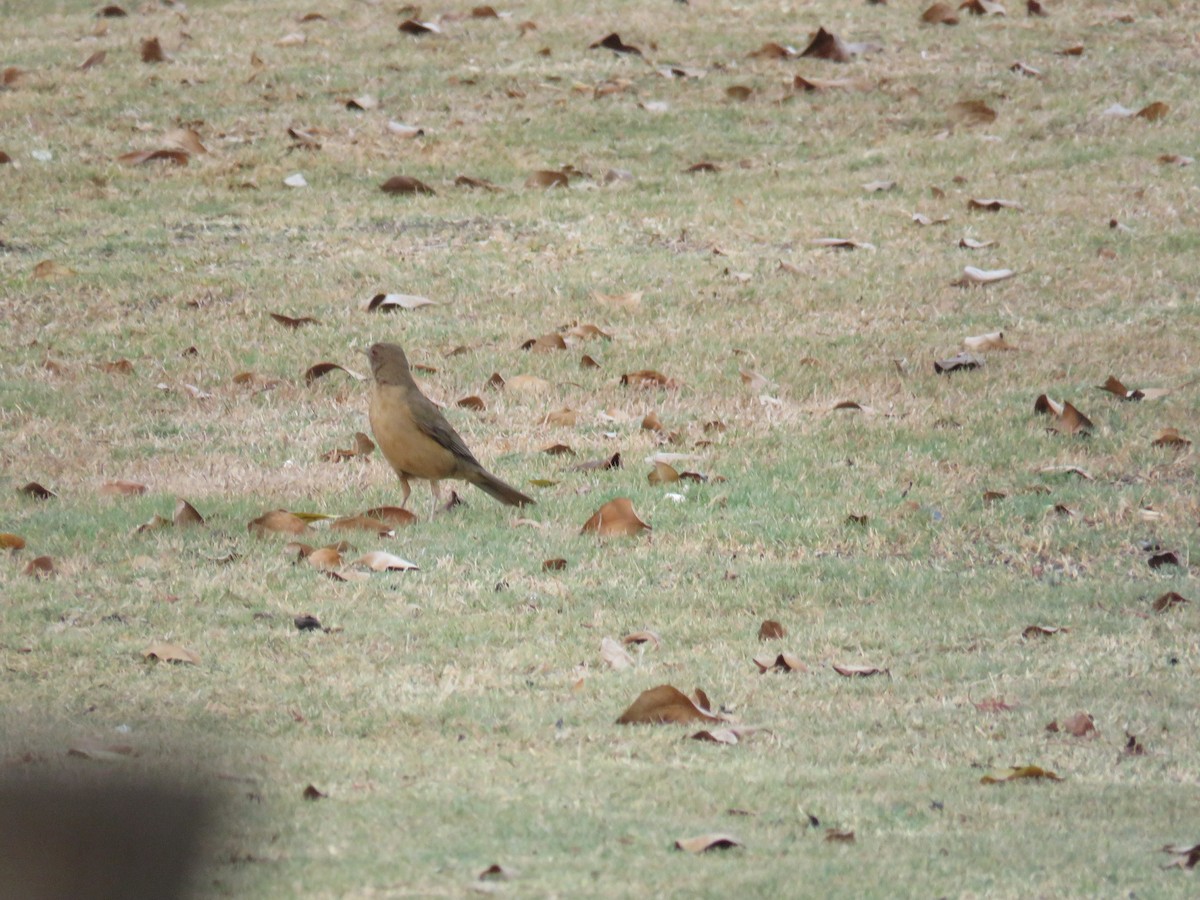 Clay-colored Thrush - ML619590063